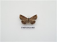 藏品(夜蛾221)的圖片